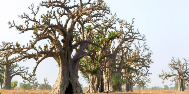 Dégradation des Forêts: La plantation d’arbres comme solution