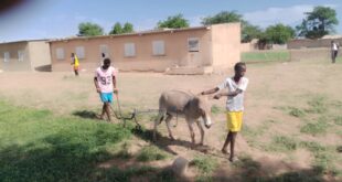 Mbayene Thiasde :Les jeunes du village unissent leur force  ,la cour de l'école désherbée, les cours de vacances programmés .