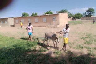 Mbayene Thiasde :Les jeunes du village unissent leur force  ,la cour de l'école désherbée, les cours de vacances programmés .