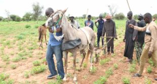 Linguere : Aly Ngouye Ndiaye en tournée agricole annonce un lot de 800 tracteurs pour  accompagner les agriculteurs.