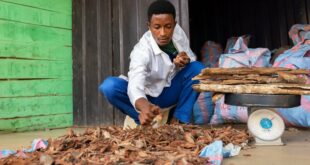 Santé: L’OMS propose de mieux intégrer les médecines traditionnelles dans les systèmes