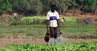 Economie-Afrique : L'agro-business, une nouvelle alternative pour vaincre le chômage des jeunes