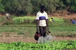 Economie-Afrique : L'agro-business, une nouvelle alternative pour vaincre le chômage des jeunes