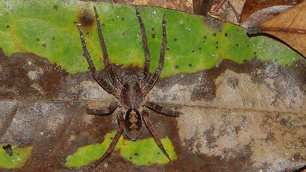 Santé: L’araignée-banane, une alliée inattendue contre certains troubles 1 Santé: L’araignée-banane, une alliée inattendue contre les troubles de l'érection