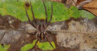 Santé: L’araignée-banane, une alliée inattendue contre les troubles de l'érection