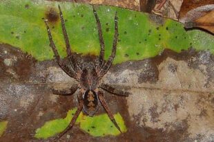 Santé: L’araignée-banane, une alliée inattendue contre les troubles de l'érection