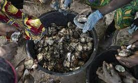 Filière des Huitres: L'ANA bénéficie d'un lot de matériels d'une valeur de 17 million Fcfa