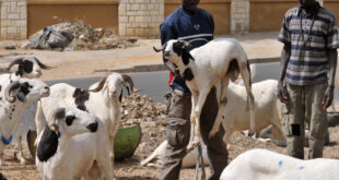 senegal mouton tabaski 0