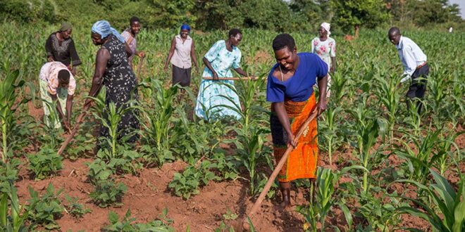 africacan calling african policymakers our economic future must be powered by our farms 780x439 1
