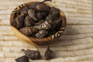 gowe-gueni-cyperus-rotundus