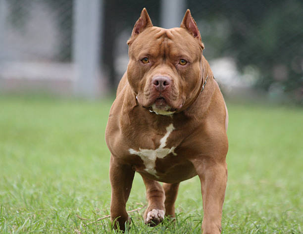 Pikine : un individu lâche son pitbull sur un policier 1 istockphoto 513392620 612x612 1