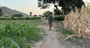 Dérèglement climatique: "Plus rien ne pousse" au Malawi, manger, un combat quotidien