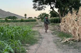 Dérèglement climatique: "Plus rien ne pousse" au Malawi, manger, un combat quotidien