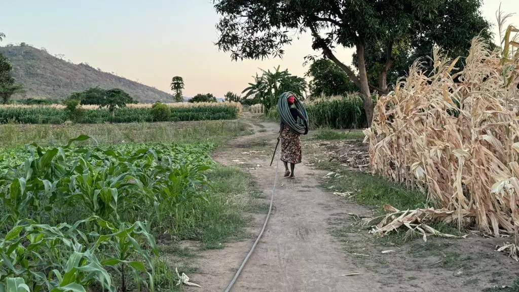 Dérèglement climatique: "Plus rien ne pousse" au Malawi, manger, un combat quotidien 1 Dérèglement climatique: "Plus rien ne pousse" au Malawi, manger, un combat quotidien