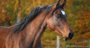 Marques blanches cheval 1024x682 1