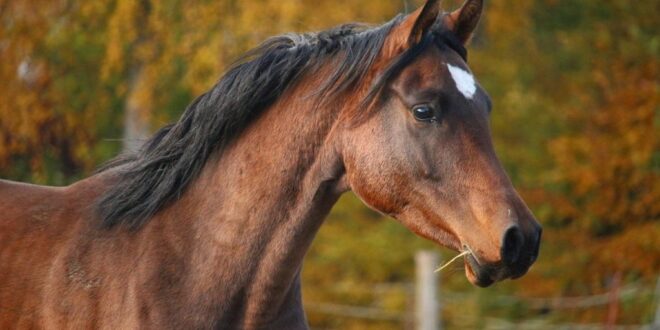 Marques blanches cheval 1024x682 1