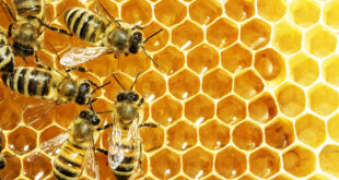 miel abeilles