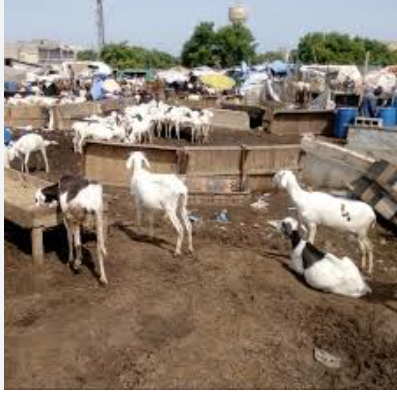 Marché « Séras » de Pikine : il détourne 11,8 millions FCFA et invoque une « attaque mystique » 1 Capture decran 2026 05 22 a 08.57.18