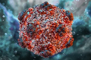 Hantavirus 3D illustration Science Photo Library