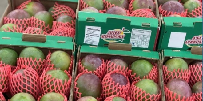 Mangue sénégalaise : 19 000 tonnes exportées vers l'Europe, contre 14 000 l'an dernier 1 Capture decran 2026 08 21 a 15.24.17