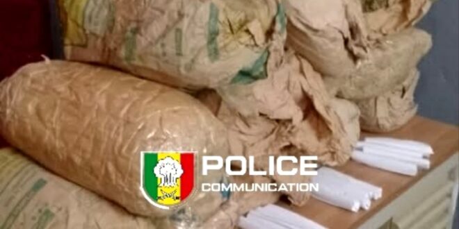 Ziguinchor : deux individus interpellés avec 13 kg de chanvre indien 1 98044332 68263207