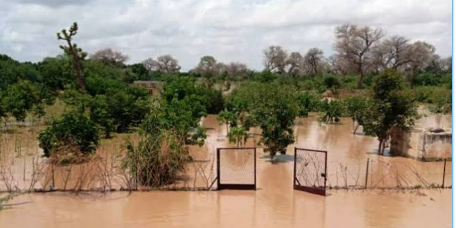 Inondations au Sénégal: les producteurs de riz craignent une destruction de leurs récoltes 1 Capture decran 2026 10 14 a 15.45.45
